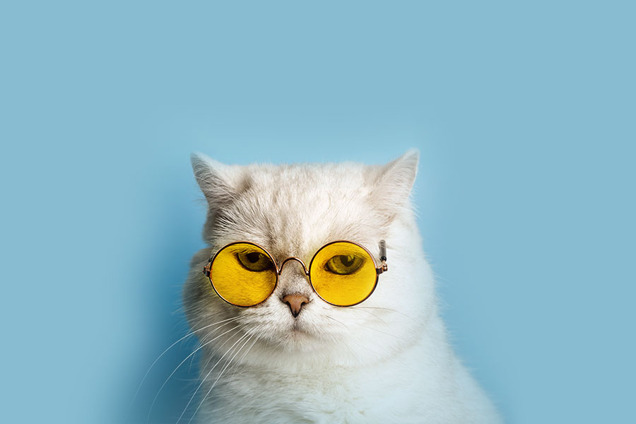 catcare - SlapiosNosys.lt - 2025