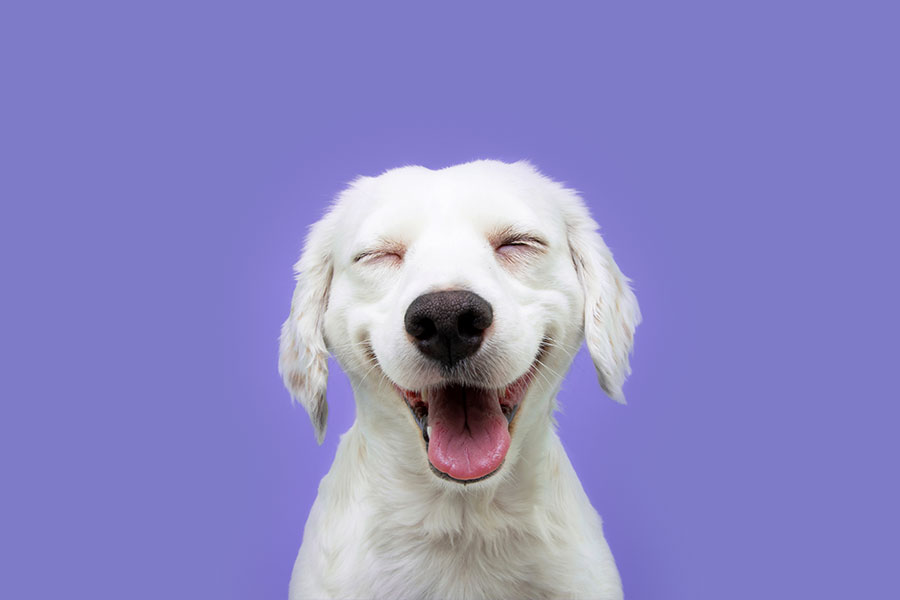 dogcare - SlapiosNosys.lt - 2025