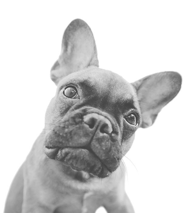dogfood 1 - SlapiosNosys.lt - 2025