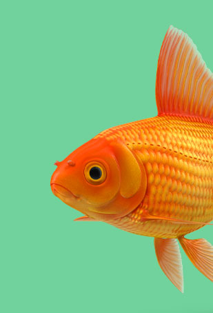 SlapiosNosys.lt - Jūsų augintiniui fishcare - SlapiosNosys.lt - 2025