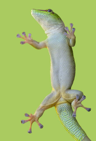 SlapiosNosys.lt - Jūsų augintiniui reptilecare - SlapiosNosys.lt - 2025