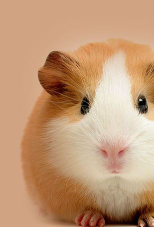 SlapiosNosys.lt - Jūsų augintiniui smallpetcare - SlapiosNosys.lt - 2025